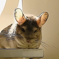 Marleen Jamers - фотограф