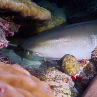 Дмитрий - photographer