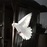 Saruna - фотограф