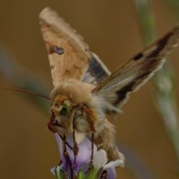 Agnieszka - photographer