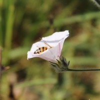  Pradeep - photographer