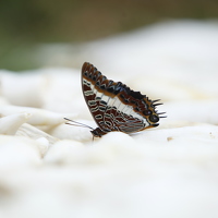 Robin Prudence Dushimimana - photographer