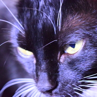 Олег Губаревич - фотограф