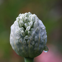 Татьяна Панчешная - photographer