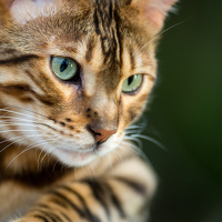 Vitalijs Mironovs - фотограф