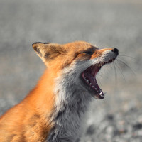 Артём Белошицкий - photographer