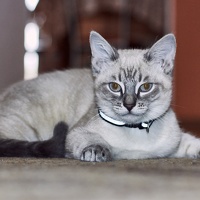 Алексей Ольшевский - photographer