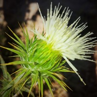 tarek ben ahmed - фотограф