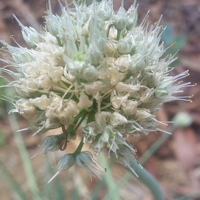 Getrude Manase - photographer