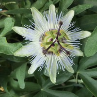 Francesco Pireddu - photographer