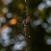 MILAN RADADIYA - photographer